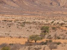Spot the Oryx