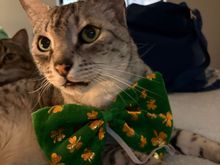 He says “kiss me! I’m Irish”.  
