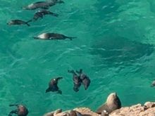 Seals! Loud and smelly, even from far away!