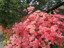  Karuizawa, 