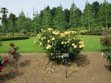 Back in Tokyo Shinjuku Gyoen