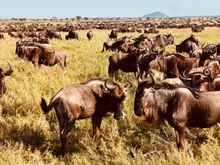 Wildebeest migration