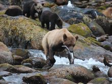 Grizzly with salmon