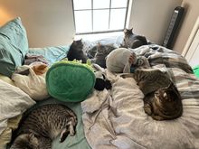 Lazy Sunday at our house.