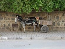 Donkey