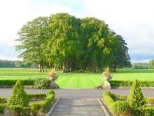 Tree-Lined Driveway