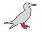 Galapgos Red Footed Boobie