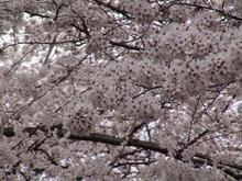 Cherry Blossom