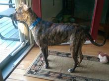 Shenzi watching squirrels