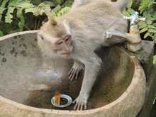 Drinking Monkey