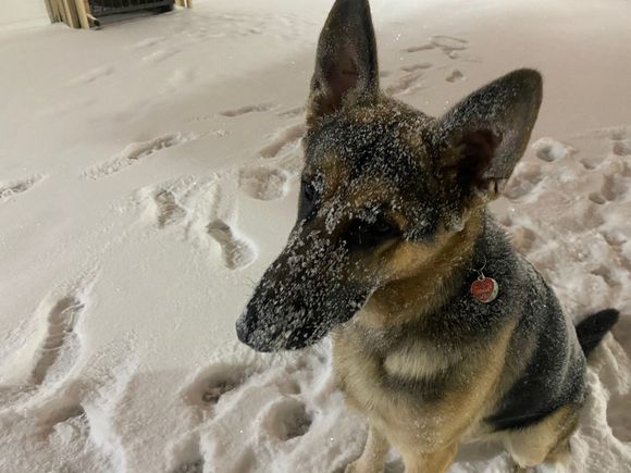 Gumbo is loving the snow