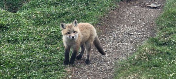 One of the cute fox cubs!