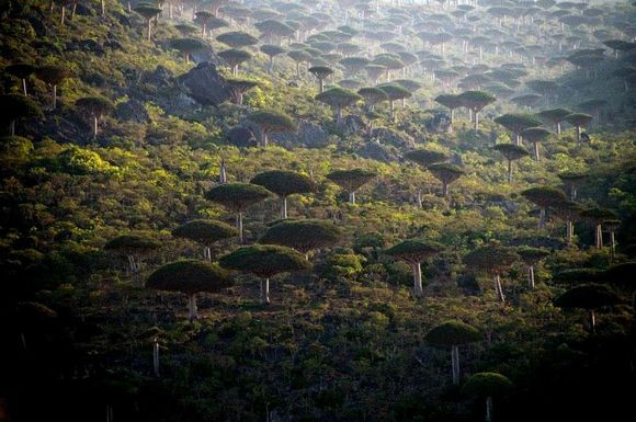 Fermihin forest 