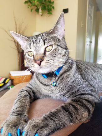 Dr. James Dewey Watson - showing off his bright blue SoftPaws