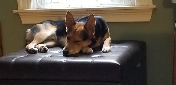 After his morning romp in the park, it's a slow start to Sunday