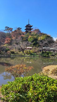 Sankeien Garden taken on 3rd December