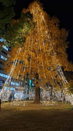 One of the illuminated trees  with still a lot of golden brown leaves