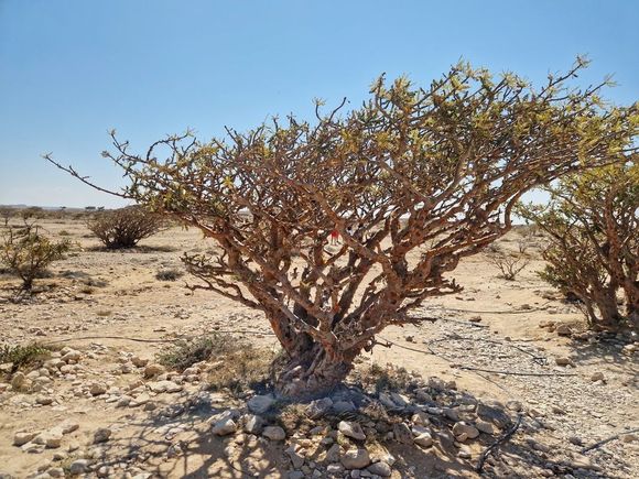 Frankincense tree