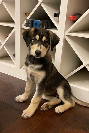 My niece’s new puppy, Stevie!
