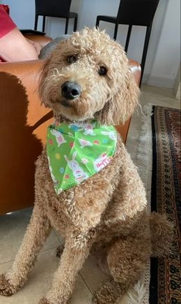 Poppy in her Easter finery. 
