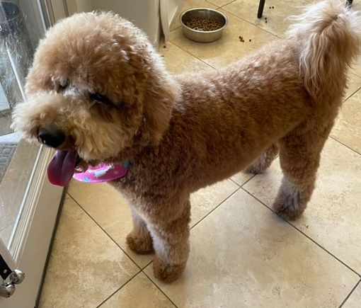 After the bath and blow out at the groomer!