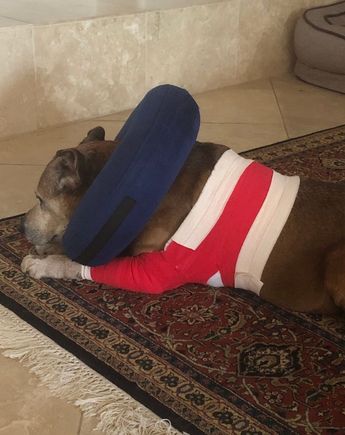 Cody is recovering from surgery to remove a mass on his elbow. Final bandages come off Monday. But I think he is handsome in red. 