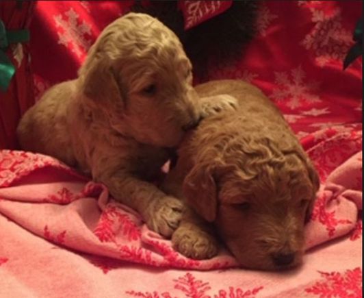 Three weeks old