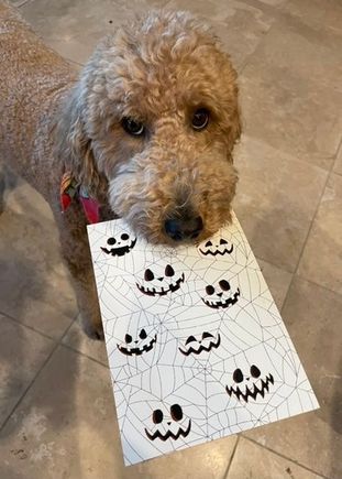Poppy showing her Halloween card that her vacation sitter sent her!
