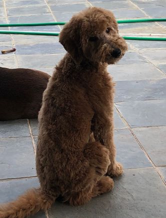 Poppy after her first visit to the “beauty shop,” with a fetching over the shoulder pose!