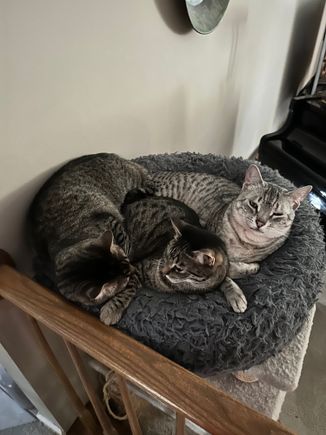 You’d think we didn’t have plenty of cat beds in our house.
