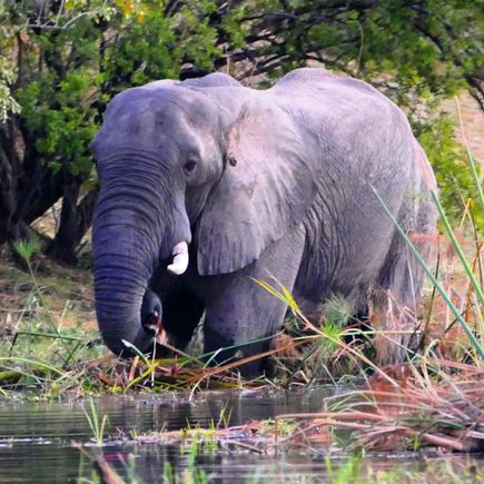 Very exciting, my very first African elephant sighting on the way back