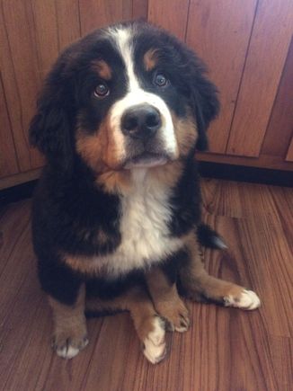 My sister’ Bernie puppy