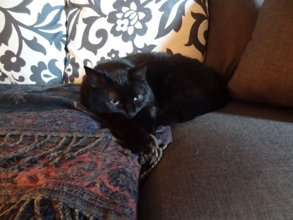 My feline companion, Leesie, enjoying a cat nap on the sofa.  She has a weakness for her Kashmir blanket.