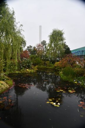 Water lilly garden