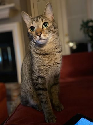 I will pet him.  And I will squeeze him.  And I will call him George!!!

Lucky George gets to go to the vet tomorrow along with his younger sibling Rafael.  We will definitely have pissed off kitties tomorrow. Pray for us.