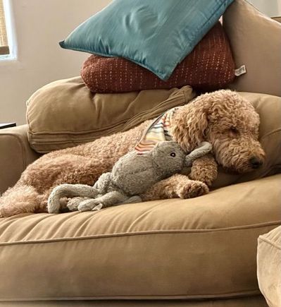 Poppy prefers something a little more cushy. With Bunny. 