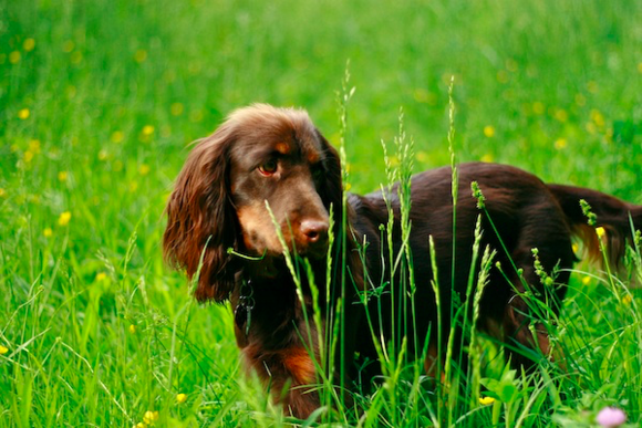 Our field spaniel Katie