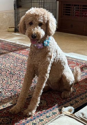 Happy Easter from Poppy!