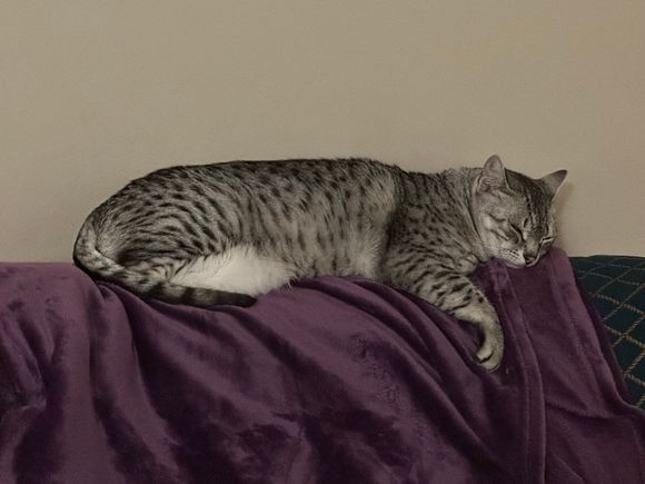 Anpu got tired supervising my packing for a trip.
