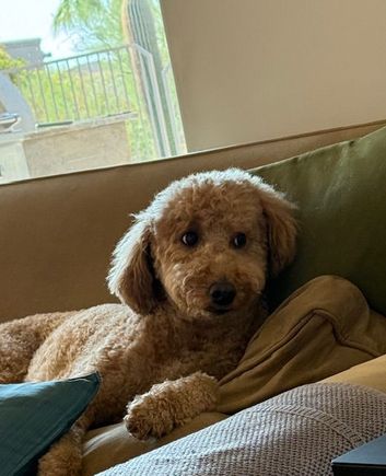 Poppy showed a little side eye when informed I wouldn’t be home for National Dog Day! I’ll be a day late!