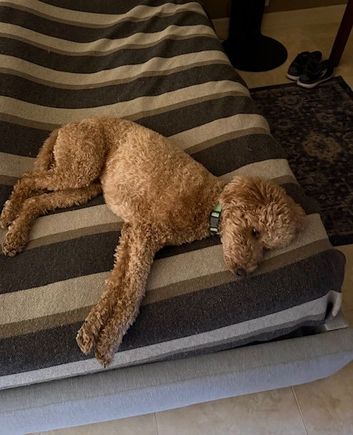 We’re in Hawaii. Poppy’s sitters say she is still depressed over the outcome of the game. We hadn’t realized she even cared. 
