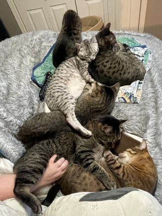 New Year.  New pile.     May your year be as cozy as this.  