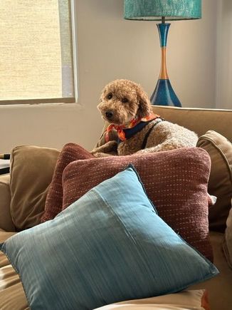 Poppy in her element 