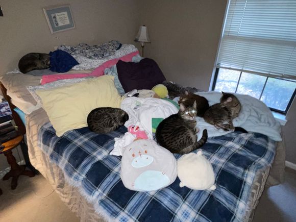 It’s their bed. 