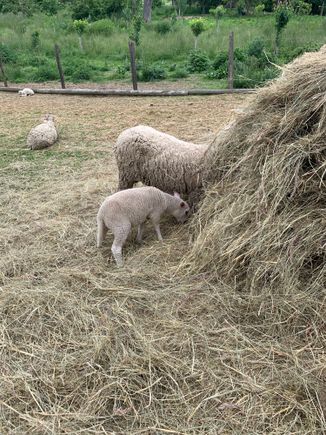 Sheep on the farm that the hotel is part of