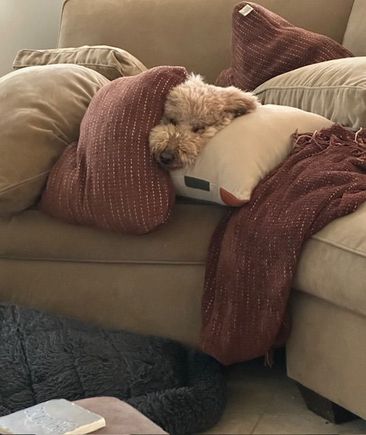 I think she wanted the Ravens to win. 