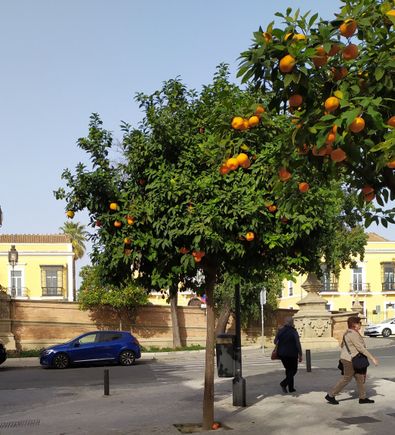 There are endless orange trees in Seville, unsurprisingly 
