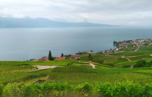 When leaving Lausanne on the train to Bern the track rises up through the vineyards before heading inland through a tunnel (at Puidoux)