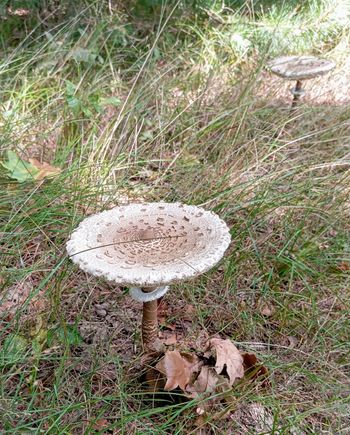 There were quite a few mushrooms on the Lommerheide hike, although it was still midsummer at the time of the hike