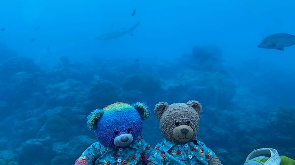 Robin and Cheddar in their new hawaiian shirt look
